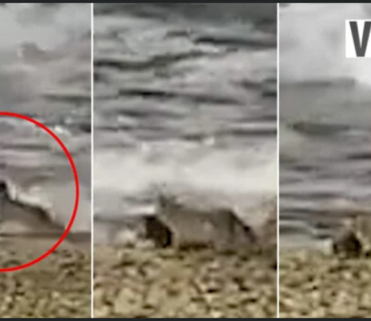 Horror Moment When Beast Mauls Little Girl On Beach